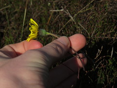 Othonna heterophylla