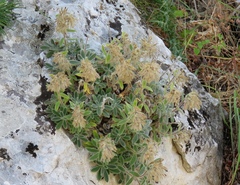 Onosma caespitosa