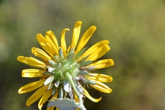 Berkheya fruticosa