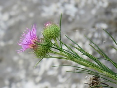 Ptilostemon chamaepeuce cyprius