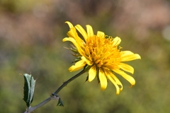 Berkheya fruticosa
