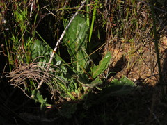 Othonna heterophylla