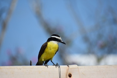 Pitangus sulphuratus