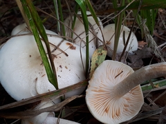 Hygrophorus hedrychii