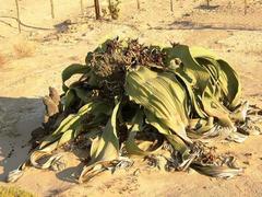 Welwitschia mirabilis image