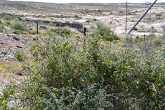 Berkheya fruticosa