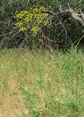 Opopanax hispidus