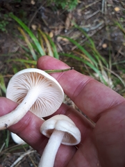Hygrophorus hedrychii