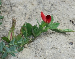 Lotus tetragonolobus