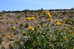 Berkheya fruticosa