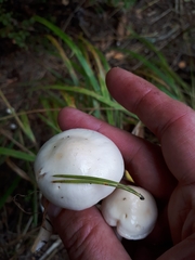 Hygrophorus hedrychii