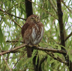 Glaucidium brasilianum