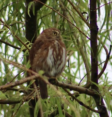 Glaucidium brasilianum
