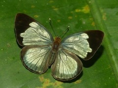 Dynamine chryseis