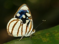 Dynamine chryseis