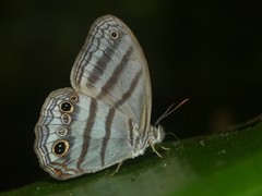 Magneuptychia