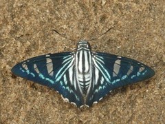 Phocides padrona