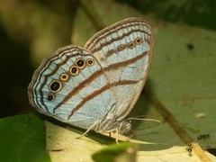 Caeruleuptychia twalela
