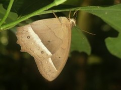 Taygetis sylvia