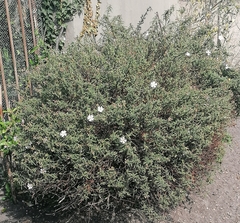 Cistus × skanbergii