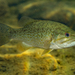 Smallmouth Bass - Photo (c) alex_shure, some rights reserved (CC BY-NC), uploaded by alex_shure