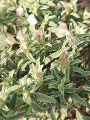 Cistus × skanbergii