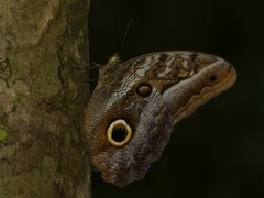 Caligo idomeneus