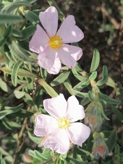 Cistus × skanbergii