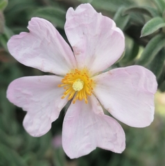 Cistus × skanbergii