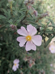 Cistus × skanbergii