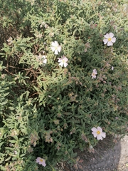 Cistus × skanbergii