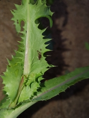 Uroleucon sonchi