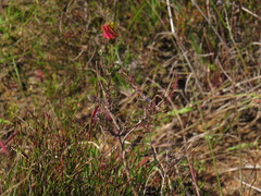 Ursinia dentata