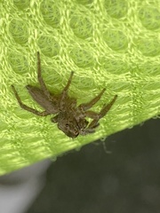 Plexippus setipes