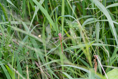 Anaciaeschna jaspidea