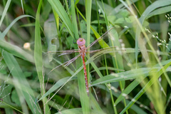 Anaciaeschna jaspidea