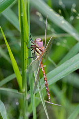 Anaciaeschna jaspidea