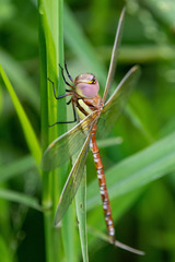 Anaciaeschna jaspidea