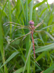 Anaciaeschna jaspidea