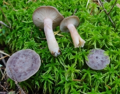 Lactarius mammosus