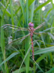 Anaciaeschna jaspidea