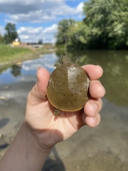 Apalone spinifera