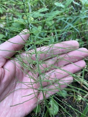 Equisetum pratense image