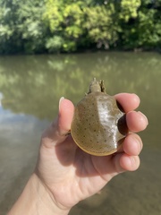 Apalone spinifera