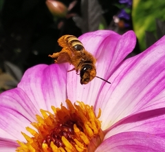 Halictus scabiosae