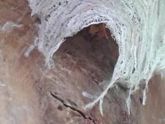 Parachartergus colobopterus