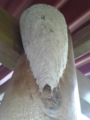 Parachartergus colobopterus