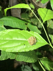 Pristimantis incomptus