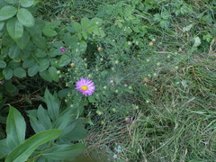 Symphyotrichum × versicolor