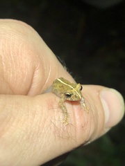 Pristimantis incomptus